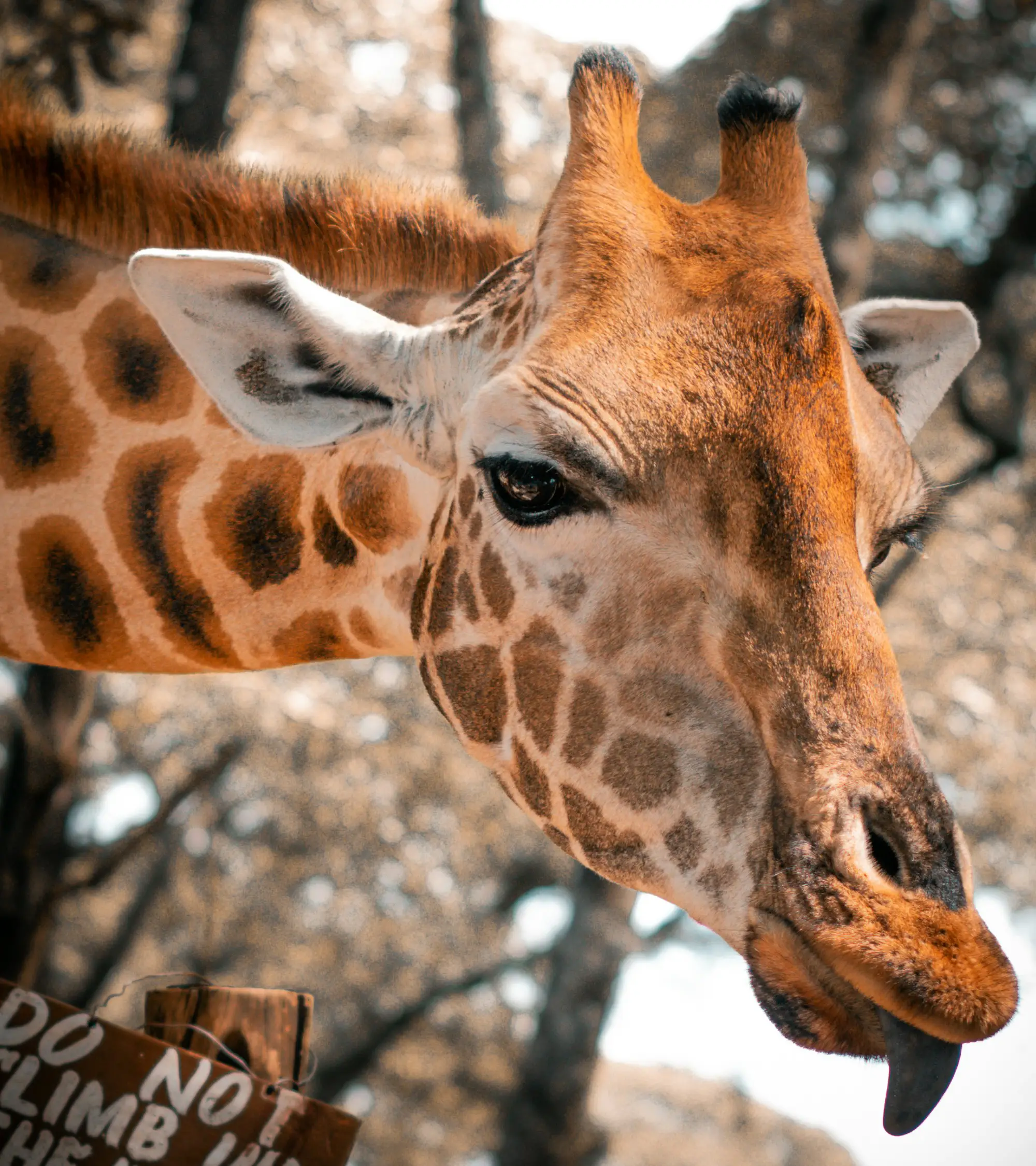 Giraffe (1)