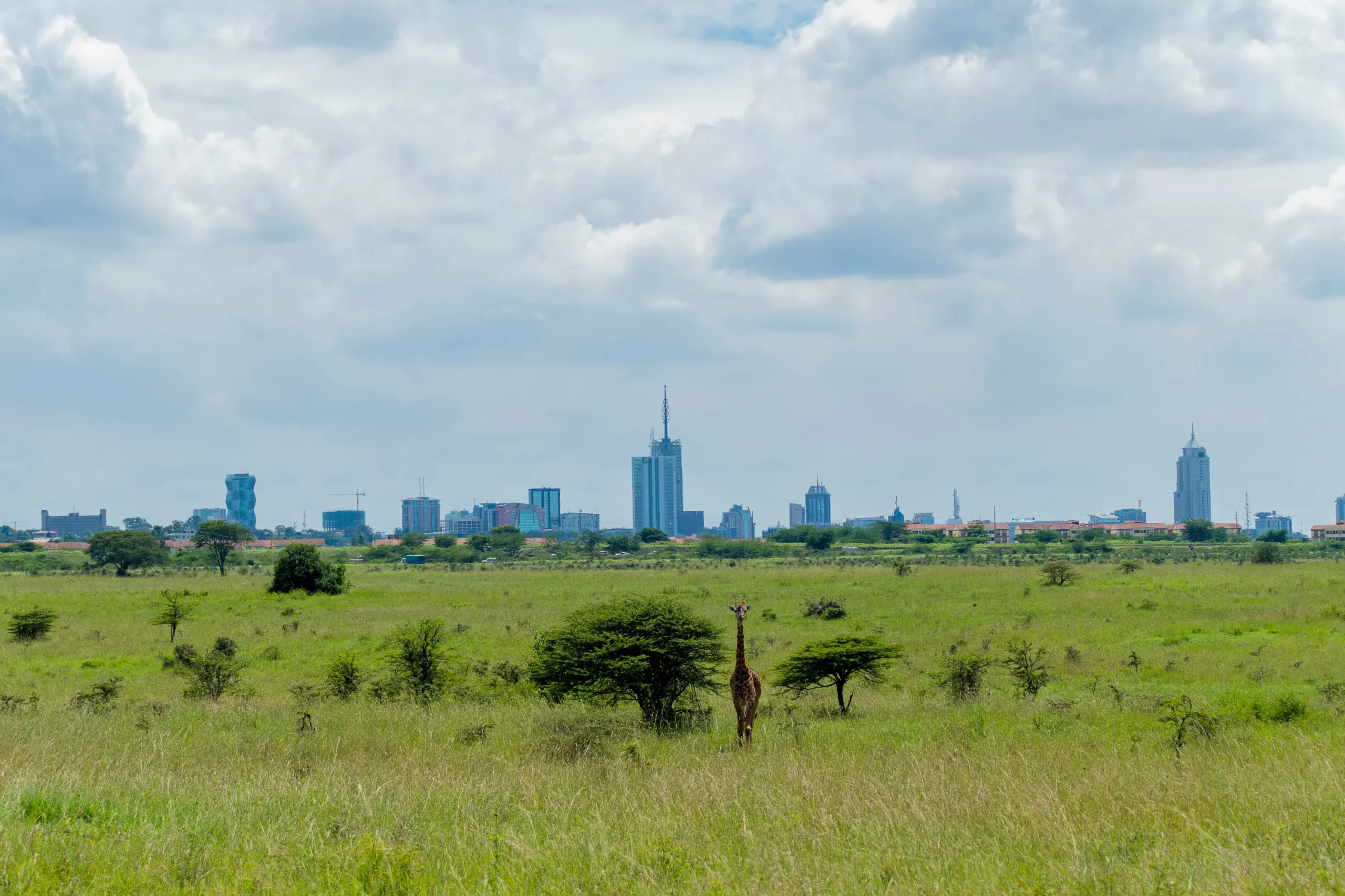 Nairobi National Park Skyline