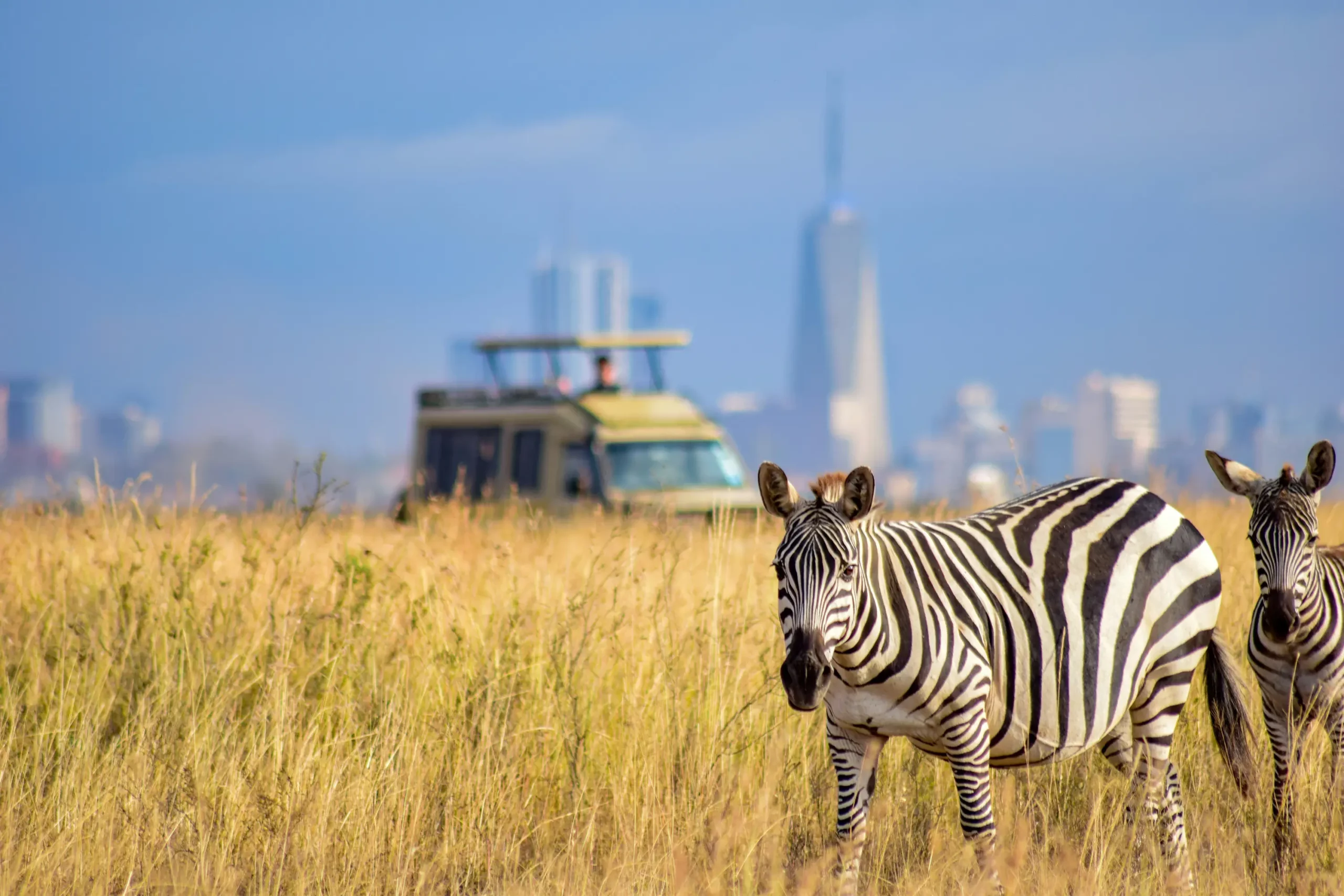 Nairobi National Park Zebras